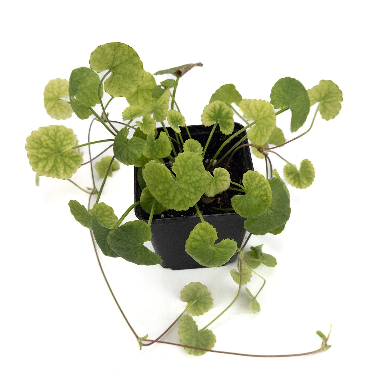 Gotu Kola Plant | Centella Asiatica | Rare in EU| Asian Herb