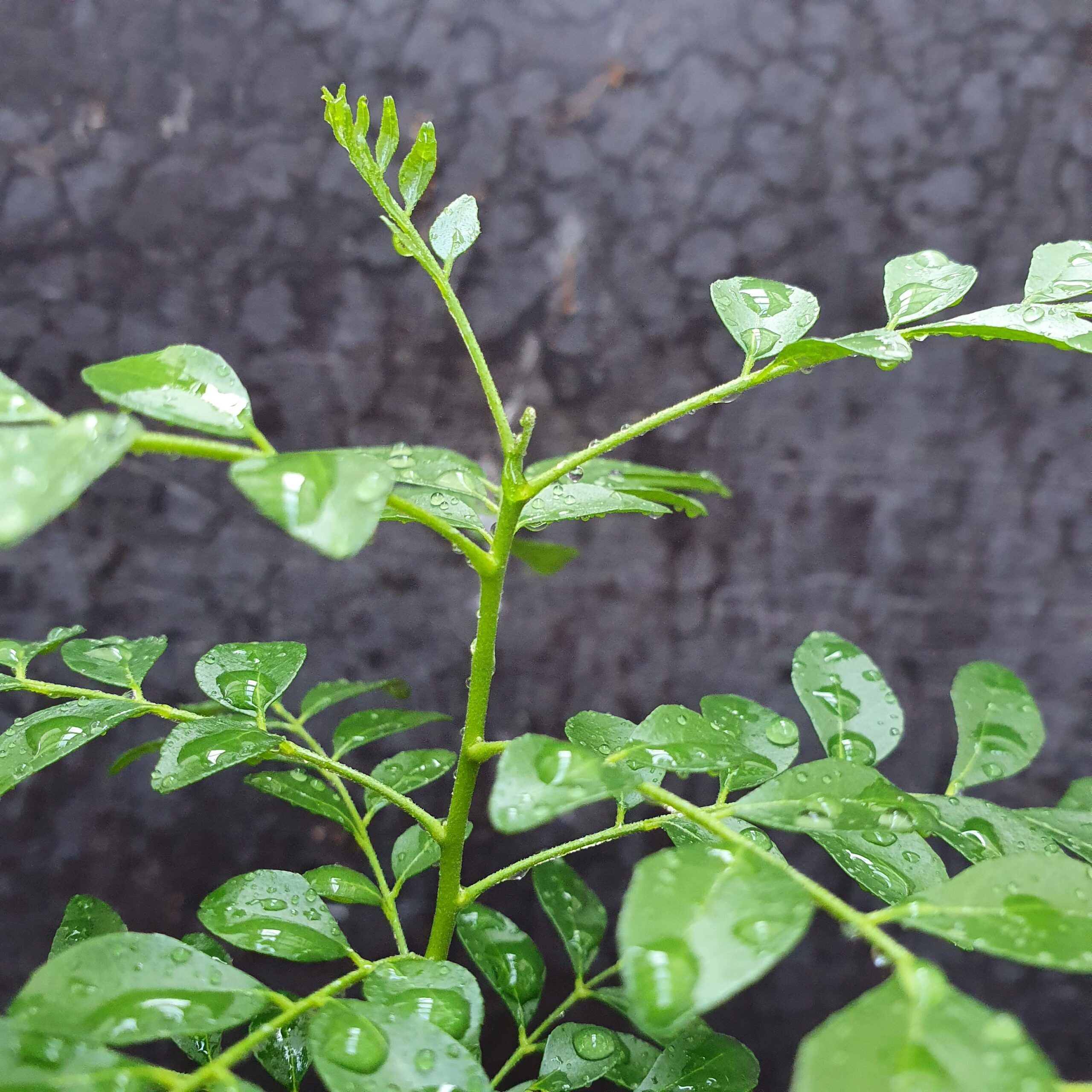 Curry Leaf Plant / Tree | Murraya Koenigii | Fresh Kadi Patta Leaves