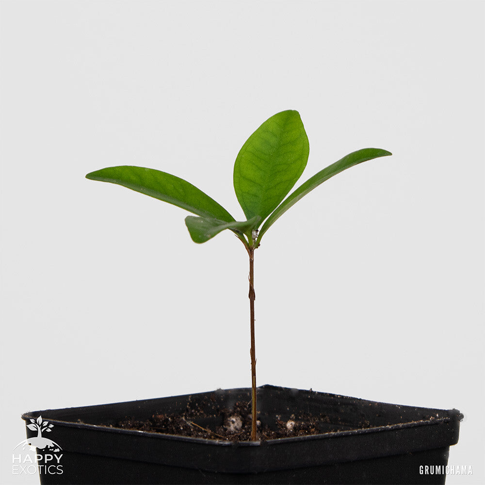 Grumichama tree | Eugenia brasiliensis