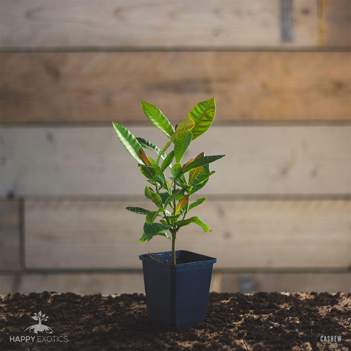 Cashew tree Kaju plant | Anacardium occidentale - 0