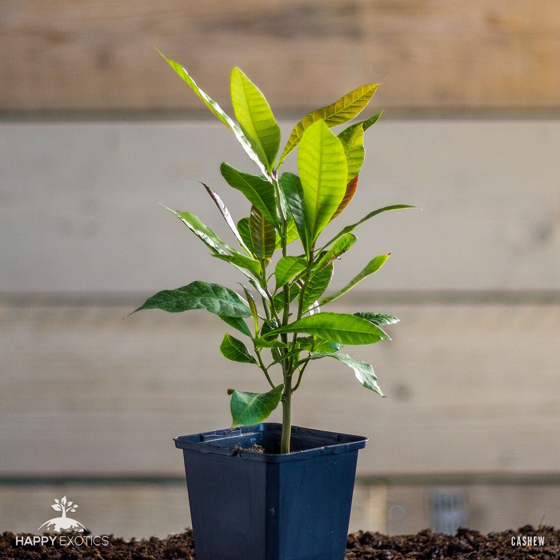 Cashew tree Kaju plant | Anacardium occidentale