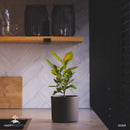 Cashew tree Kaju plant | Anacardium occidentale-4