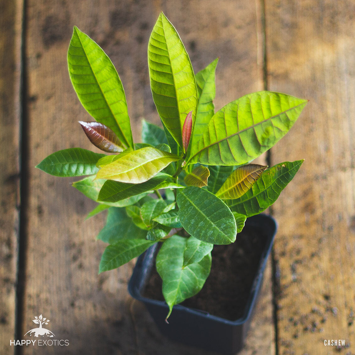 Cashew tree Kaju plant | Anacardium occidentale