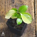 Kanel træ | Ægte kanel-5