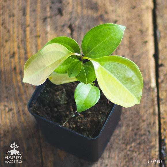 Kanel træ | Ægte kanel