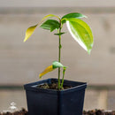 Kanel træ | Ægte kanel-2