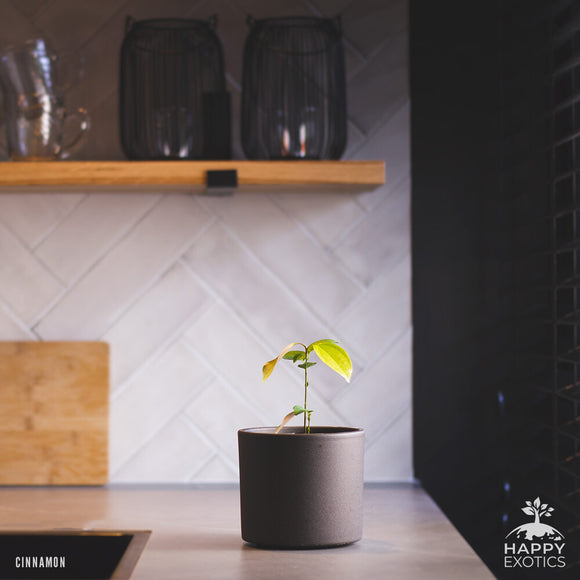 Kanel træ | Ægte kanel