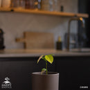 Kanel træ | Ægte kanel-4