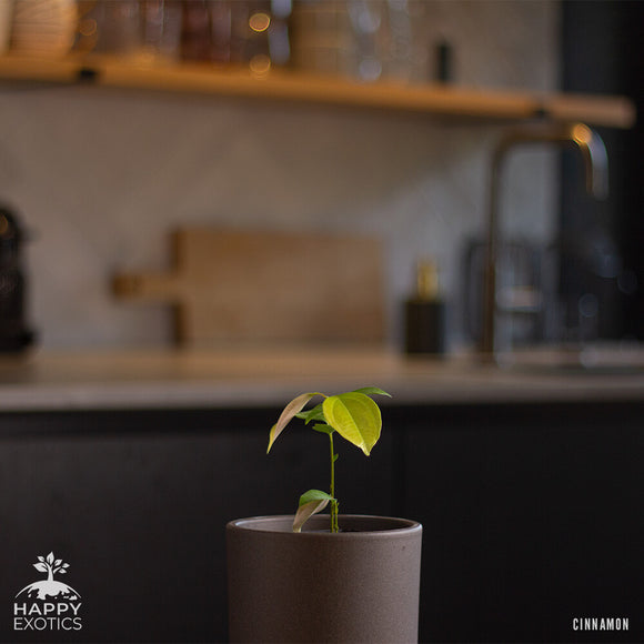 Kanel træ | Ægte kanel