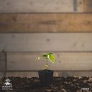 Kanel træ | Ægte kanel-1