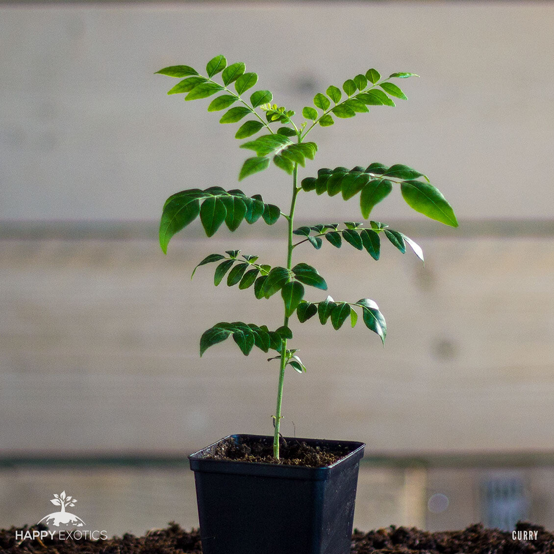 Curry Leaf Plant / Tree | Murraya Koenigii | Fresh Kadi Patta Leaves