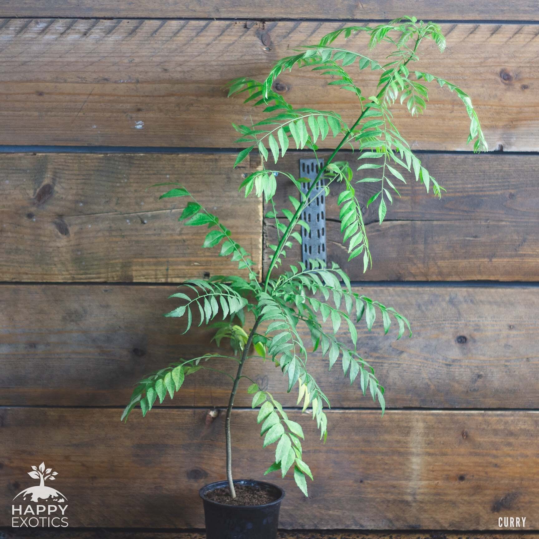 Curry leaf plant / tree | Murraya Koeniigi | Fresh leaves for cooking |  Kadi Patta | Bergera Koenigii