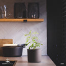 Planta / Árvore de Folha de Curry | Murraya Koenigii | Folhas de Kadi Patta Frescas-12