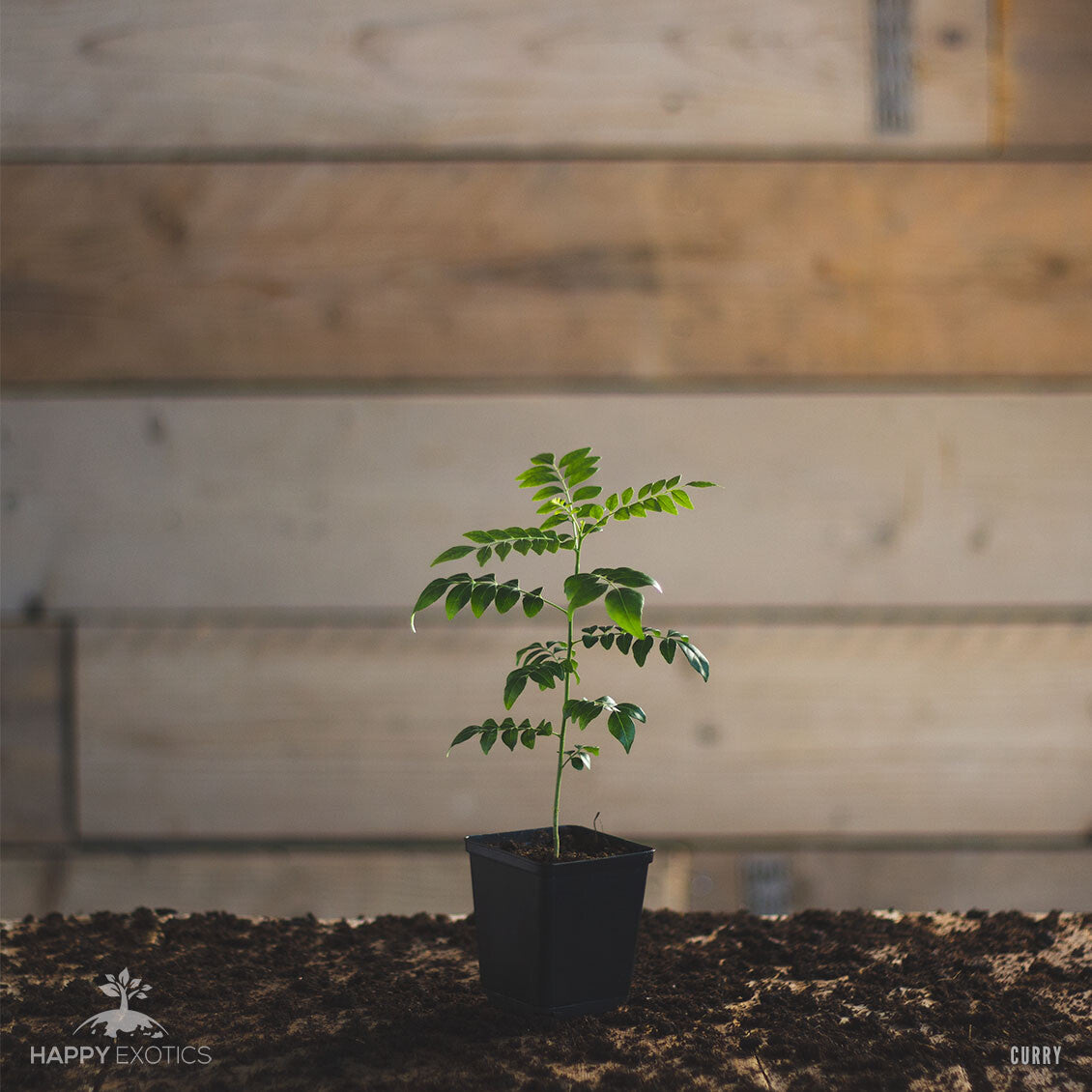 Curry Leaf Plant / Tree | Murraya Koenigii | Fresh Kadi Patta Leaves