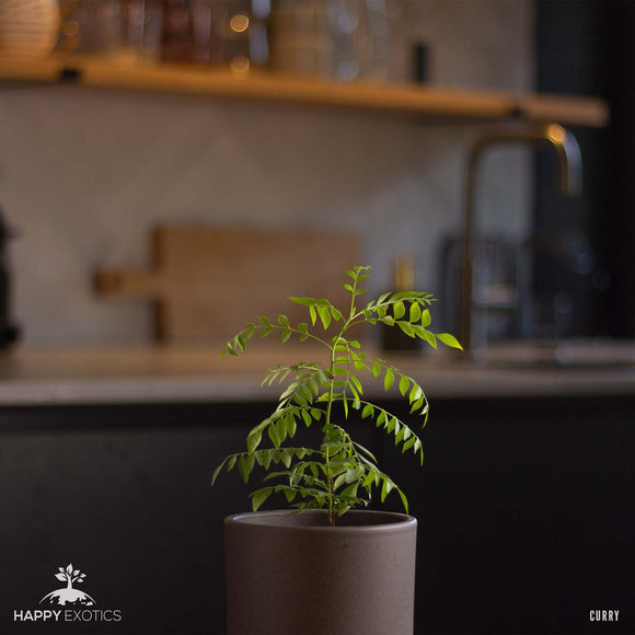 Planta / Árvore de Folha de Curry | Murraya Koenigii | Folhas de Kadi Patta Frescas