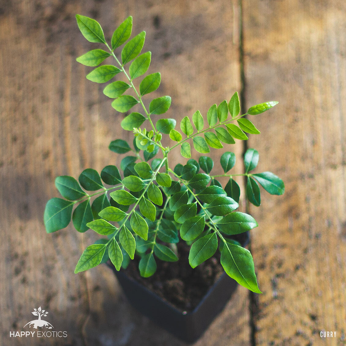 Curry Leaf Plant / Tree | Murraya Koenigii | Fresh Kadi Patta Leaves