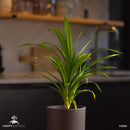 Pianta di Pandan | Pandanus Amaryllifolius | Foglie di Rampé Rare-5