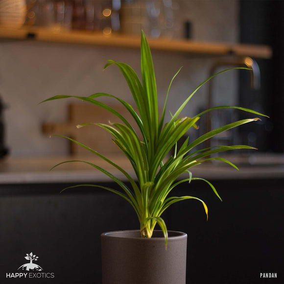 Pianta di Pandan | Pandanus Amaryllifolius | Foglie di Rampé Rare