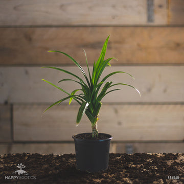 Planta de Pandan | Pandanus Amaryllifolius | Folhas de Rampé Raras - 0