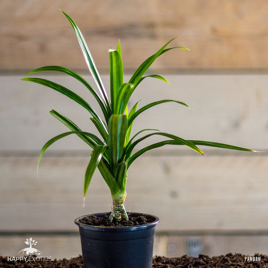 indoor pandan plant Pandan plant | Pandanus Amaryllifolius| Rampé | Pandan Wangi