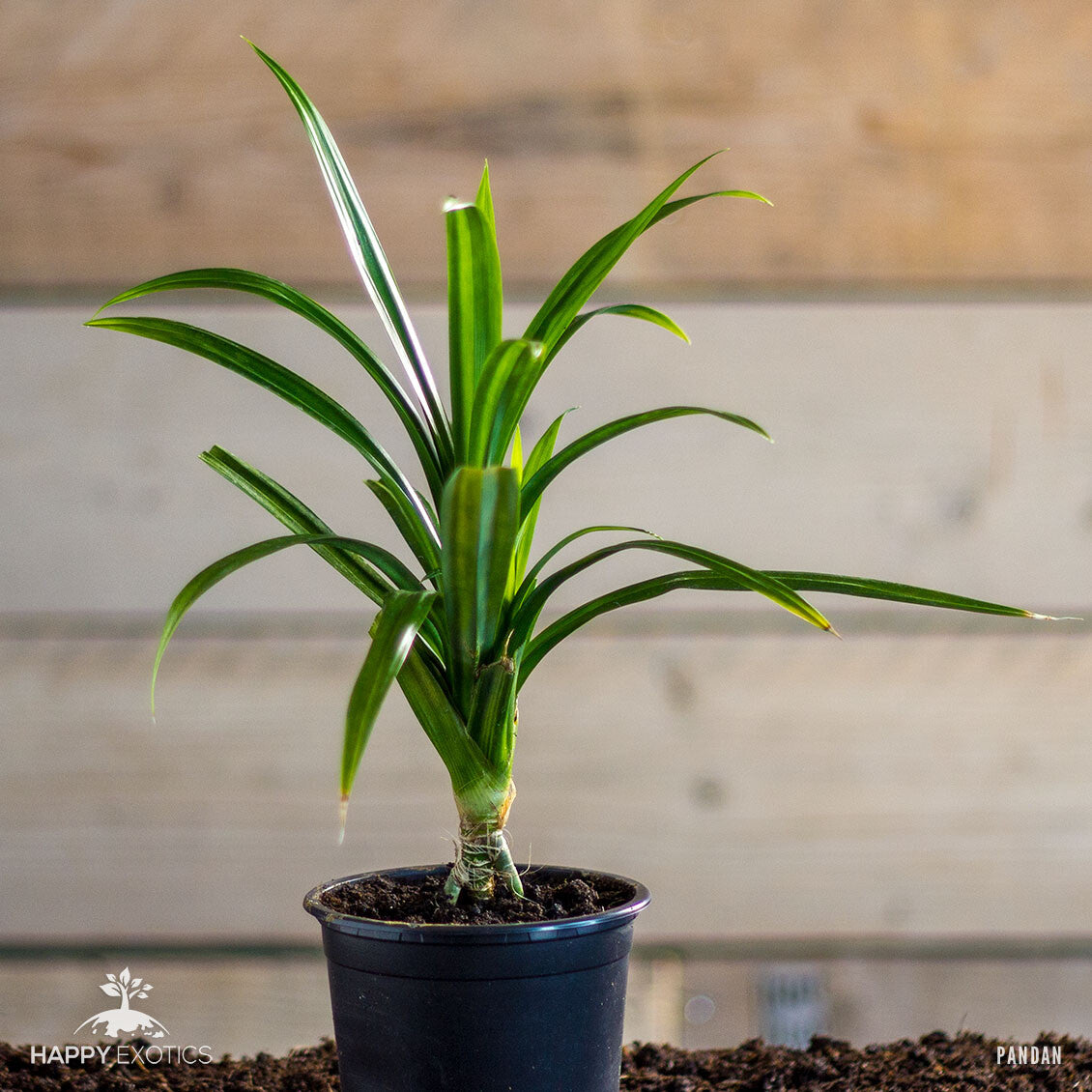 Pandan Plant | Pandanus Amaryllifolius | Rare Rampé Leaves