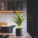 Pianta di Pandan | Pandanus Amaryllifolius | Foglie di Rampé Rare-7