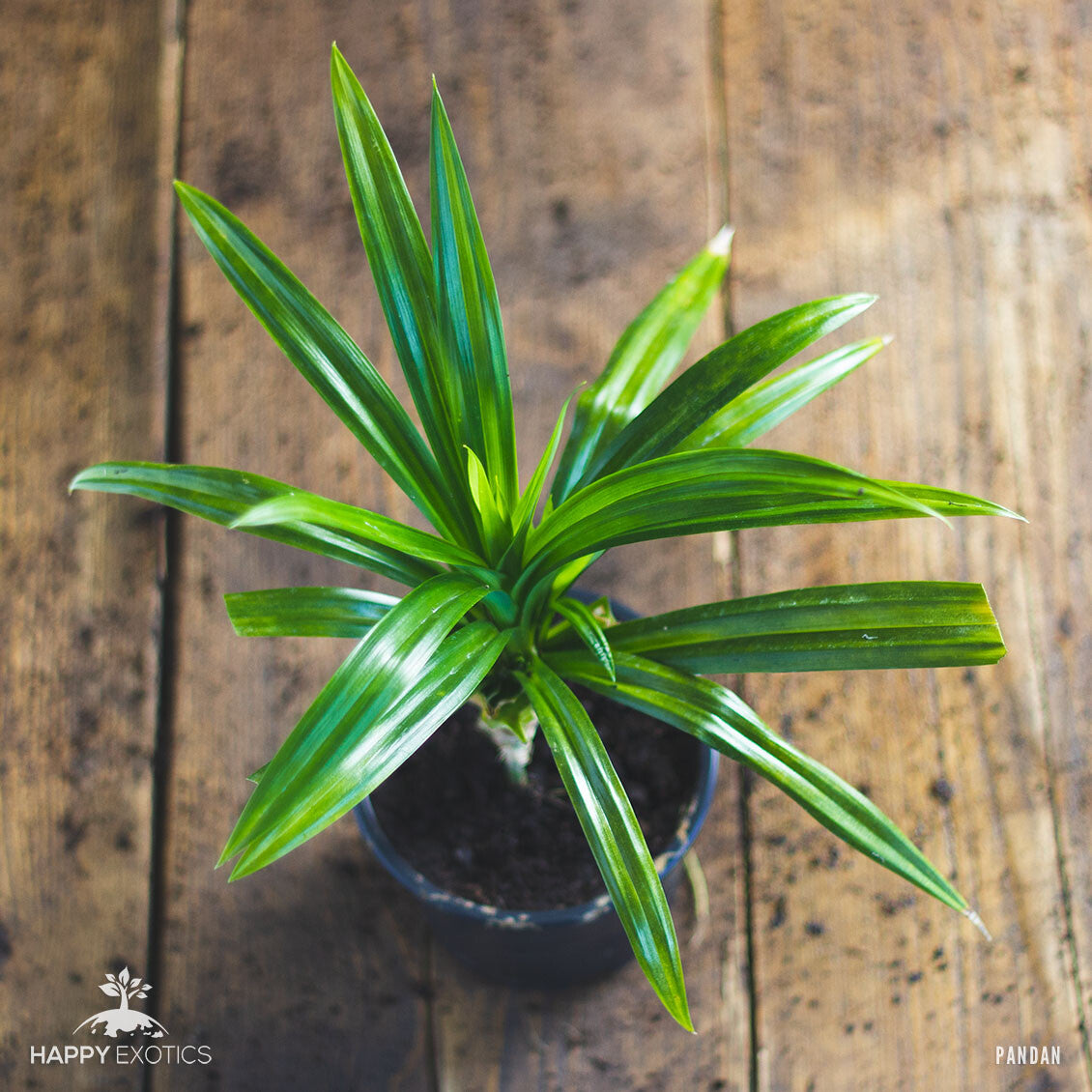 Pandan Plant | Pandanus Amaryllifolius | Rare Rampé Leaves