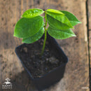 Árvore de Graviola | Annona muricata-1