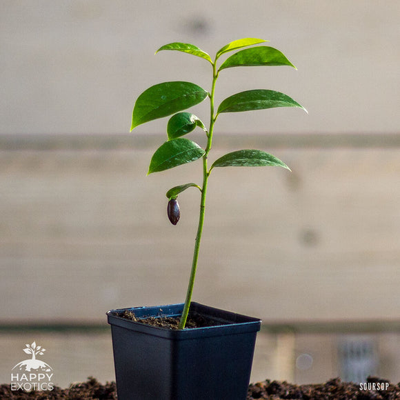 Árvore de Graviola | Annona muricata