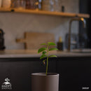 Árvore de Graviola | Annona muricata-4