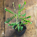 Starfruit tree | Averrhoa Carambola-1