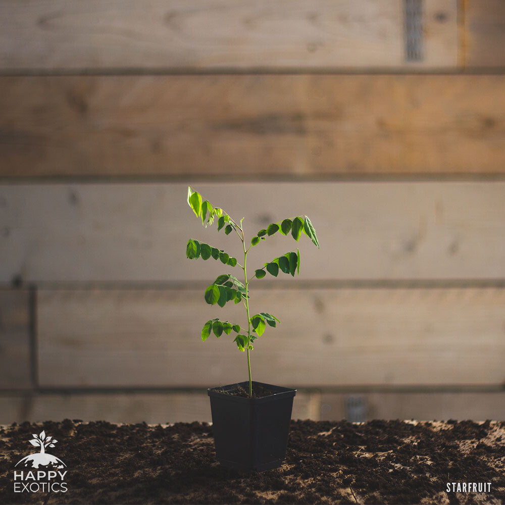 Starfruit tree | Averrhoa Carambola - 0