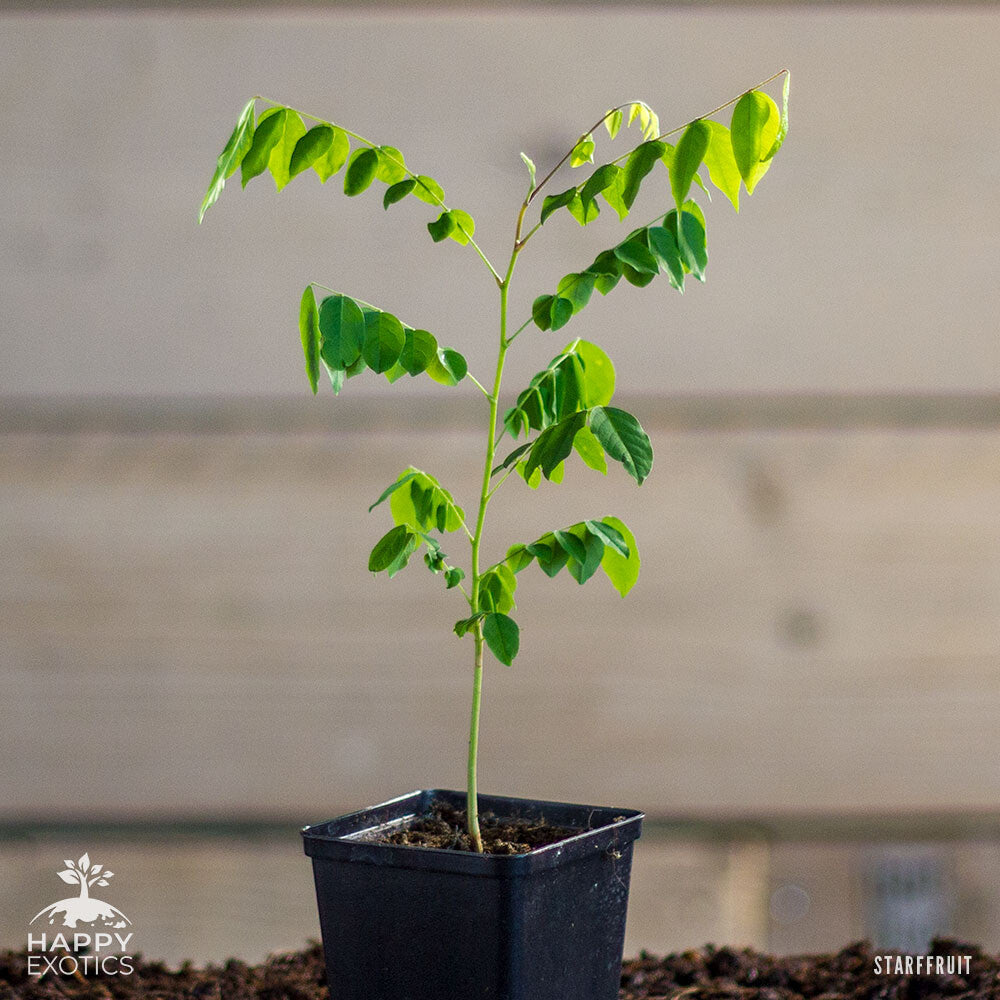 Starfruit tree | Averrhoa Carambola