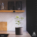 Starfruit tree | Averrhoa Carambola-4