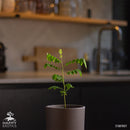 Starfruit tree | Averrhoa Carambola-5