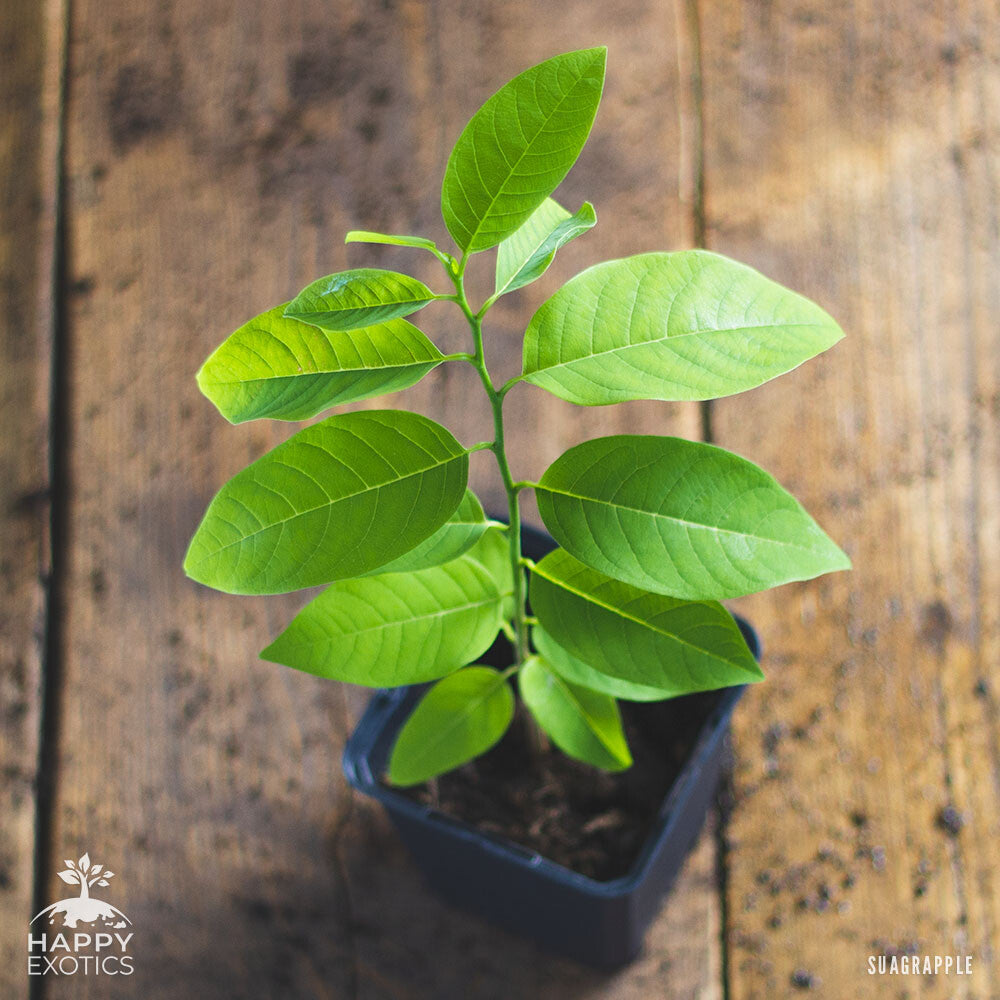 Sugar apple tree | Annona Squamosa