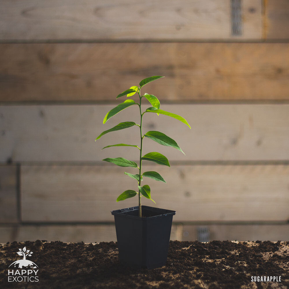 Sugar apple tree | Annona Squamosa - 0