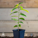 Sugar apple tree | Annona Squamosa-3