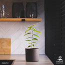 Sugar apple tree | Annona Squamosa-4