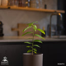 Sugar apple tree | Annona Squamosa-5