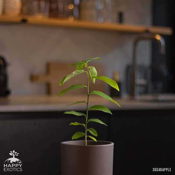 Sugar apple tree | Annona Squamosa