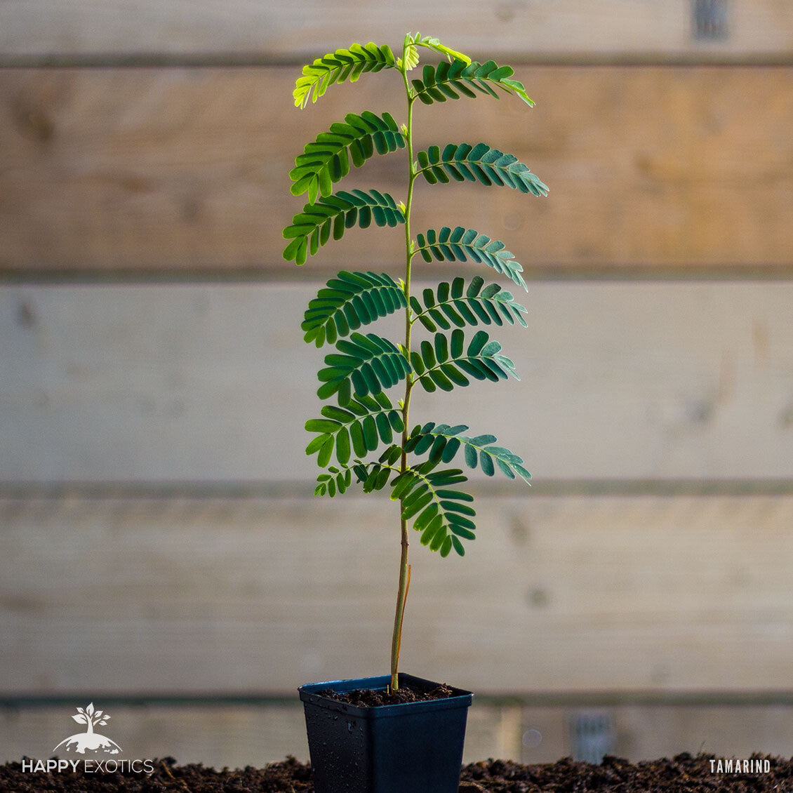 Tamarind tree | Tamarindus indica - 0