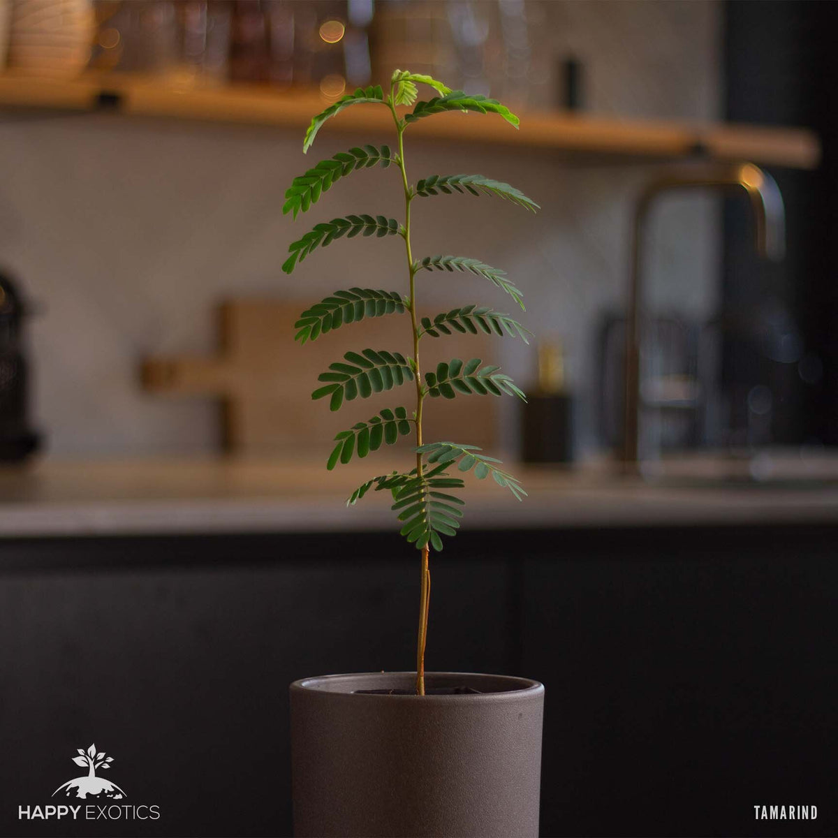 TAMARINDO 'Tamarindus Indica' Pianta Albero Frutto Tropicale Vaso 18 Foto Reali 70271933 TAMARINDO 'Tamarindus Indica' Pianta Albero Frutto Tropicale Vaso 18 Foto Reali 70271933