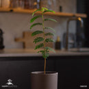 Tamarind tree | Tamarindus indica-7