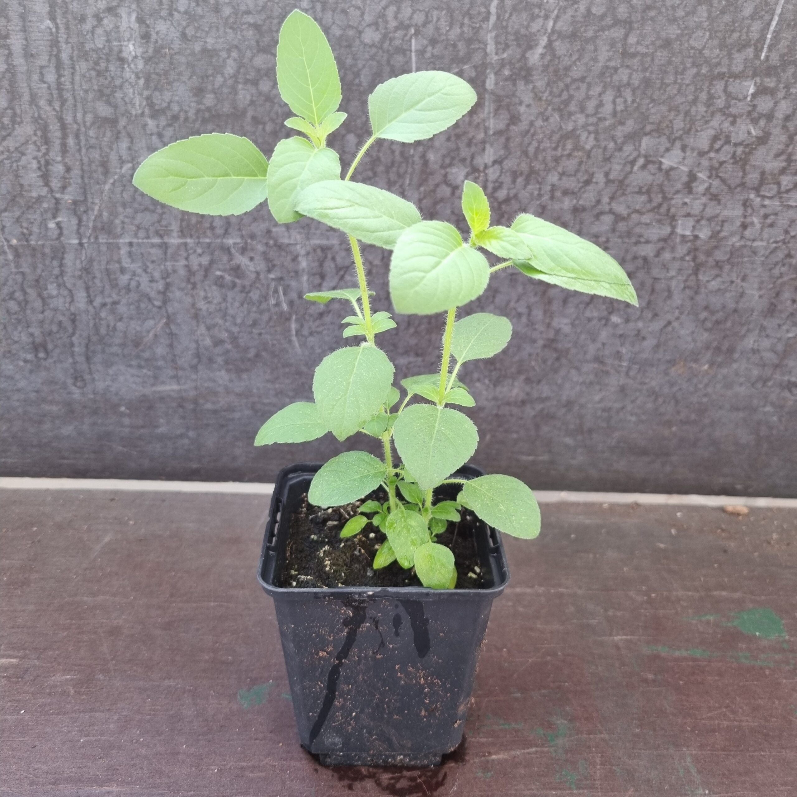 Tulsi Basil plants 2 in 1 pot | Rama Tulsi | Ocimum Tenuiflorum/Sanctum - 0