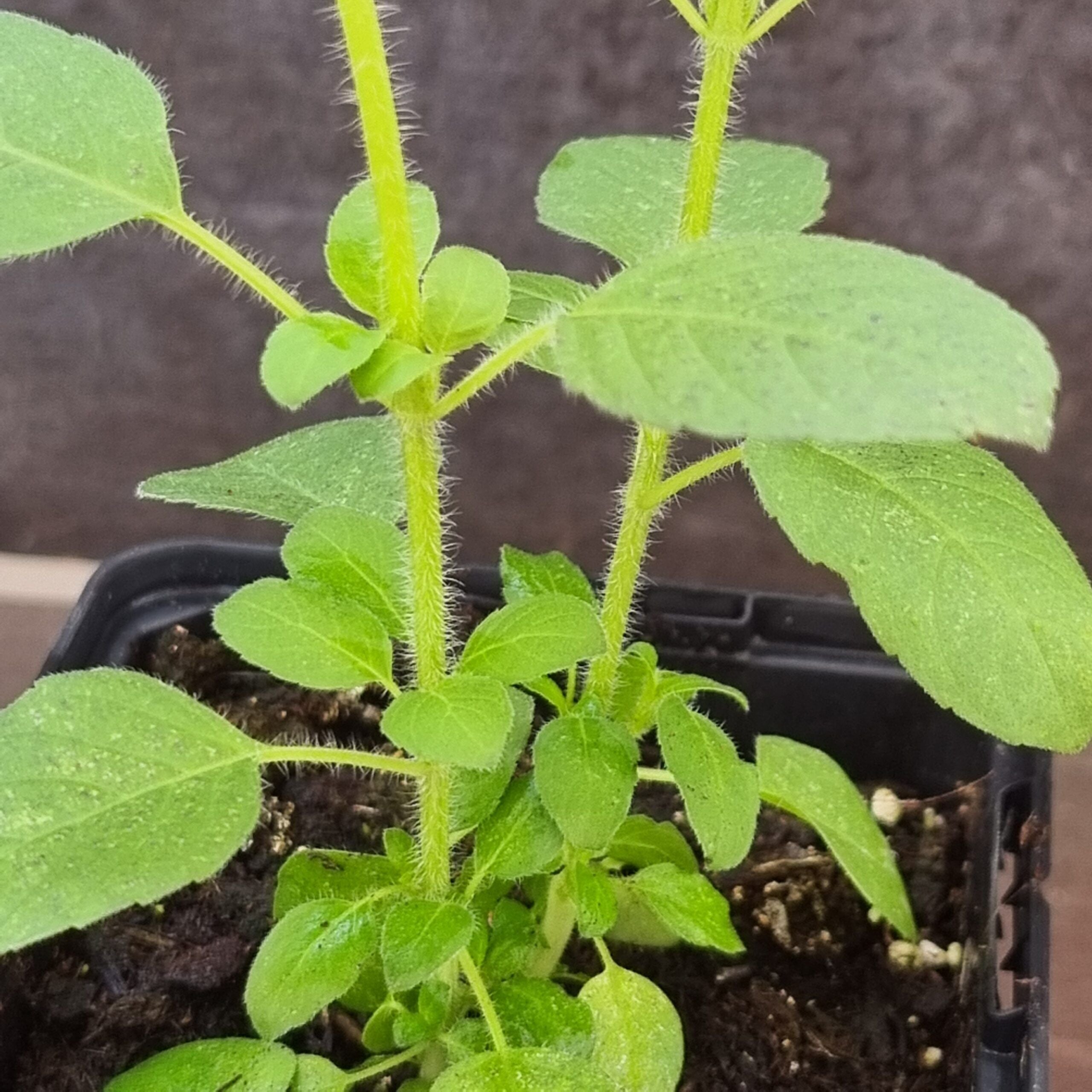 Tulsi Basil plants 2 in 1 pot | Rama Tulsi | Ocimum Tenuiflorum/Sanctum