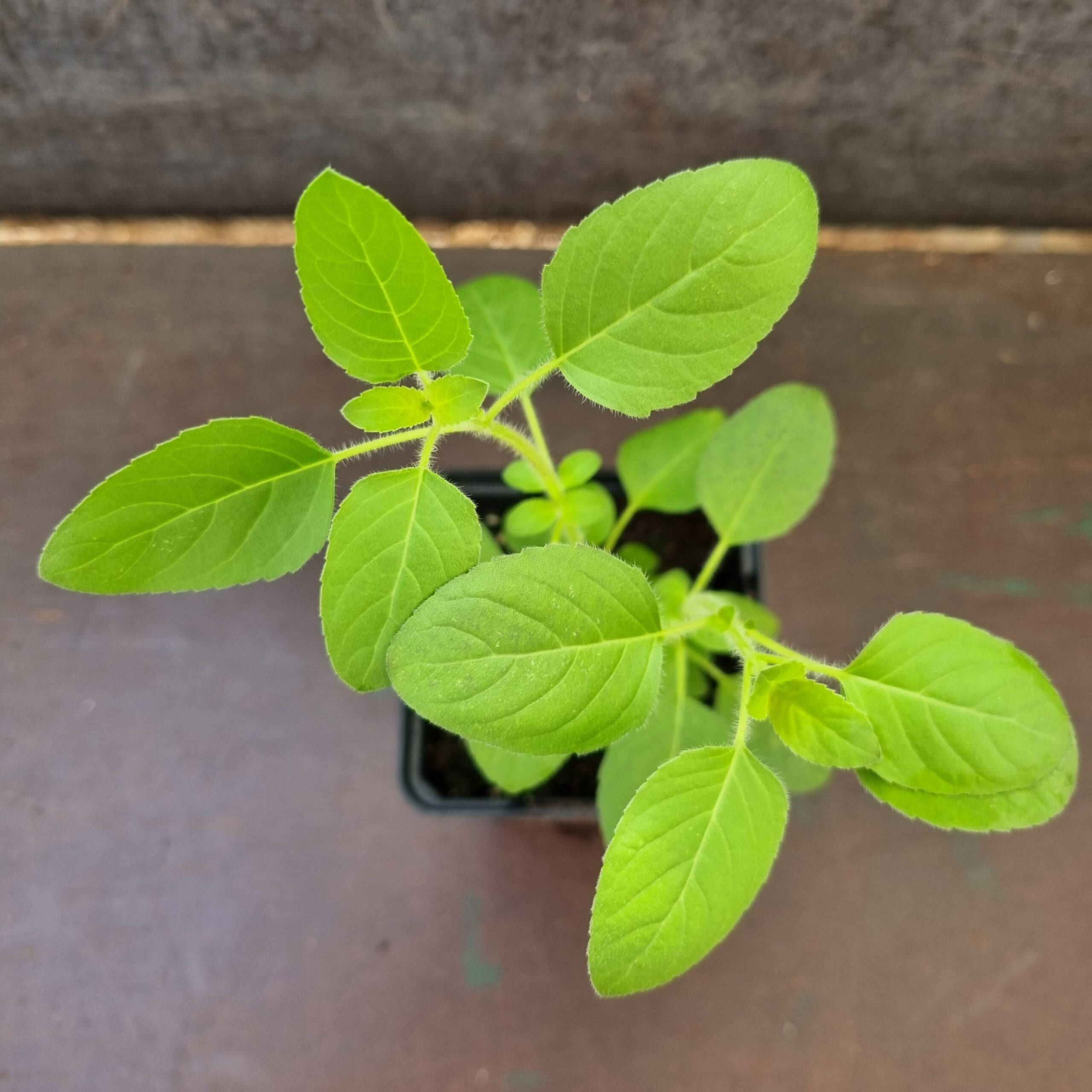 Tulsi Basil plants 2 in 1 pot | Rama Tulsi | Ocimum Tenuiflorum/Sanctum