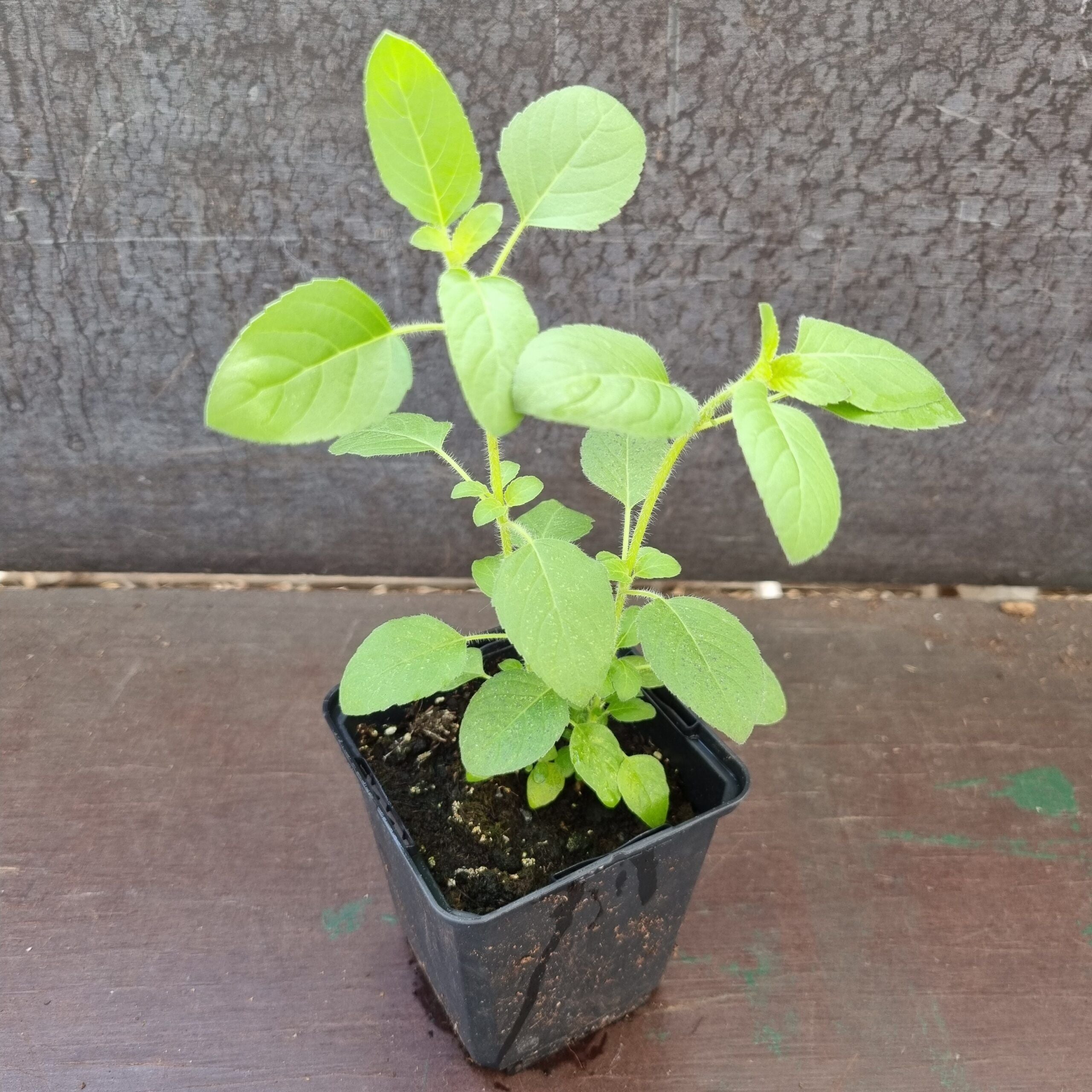 Tulsi Basil plants 2 in 1 pot | Rama Tulsi | Ocimum Tenuiflorum/Sanctum