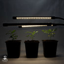 Luz LED de cultivo interna para 3 árvores com folhas de curry super felizes-1