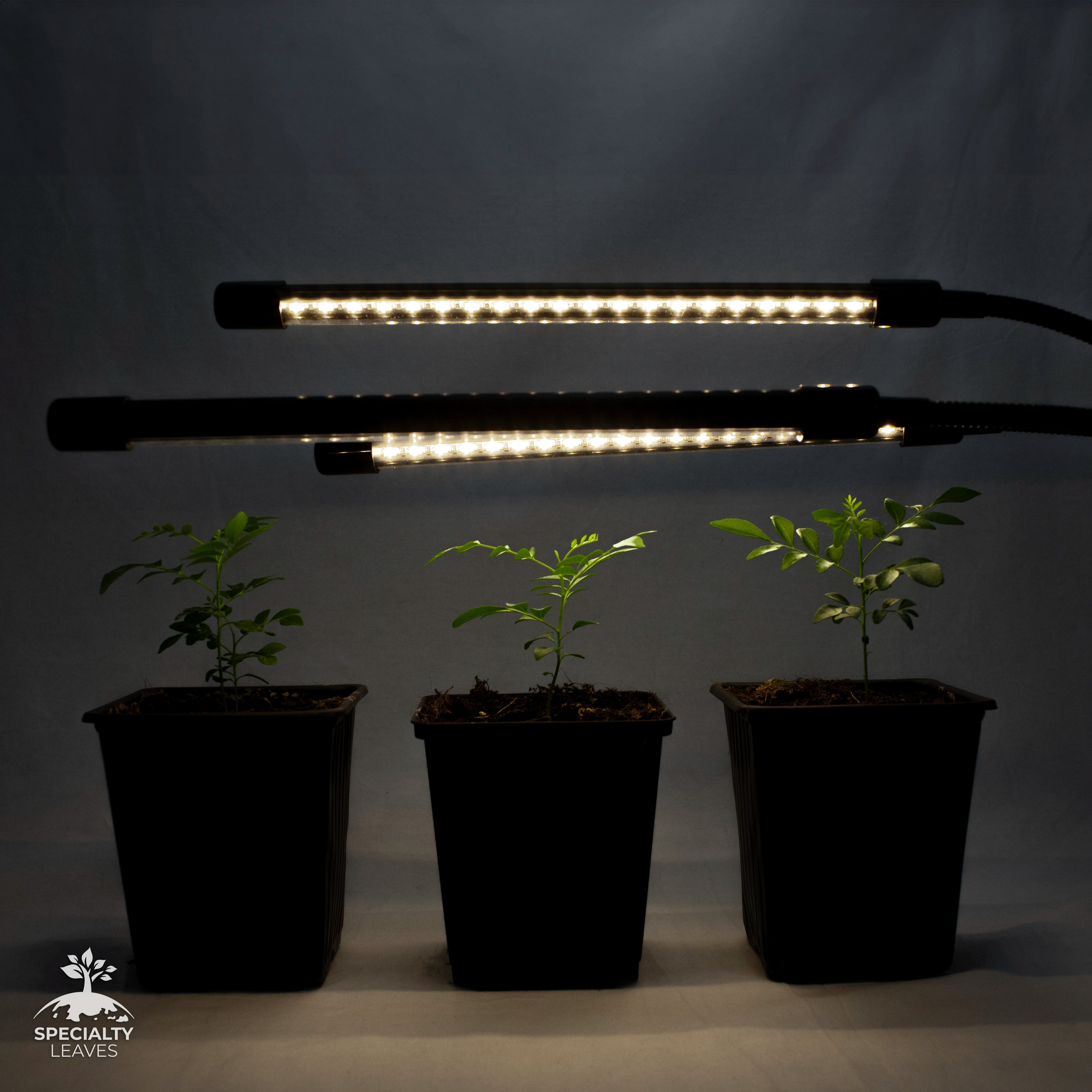 Indoor LED Grow light for 3 super happy curry leaf trees